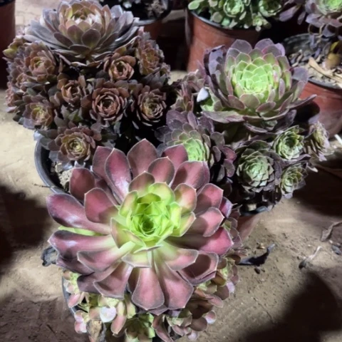 1000多肉植物组合