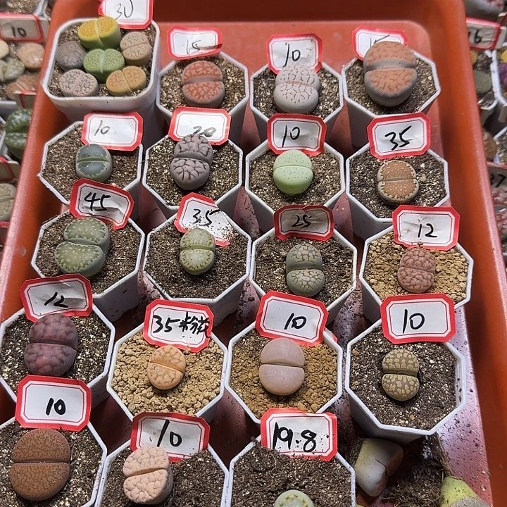 ****m生石花33；大的。 7号