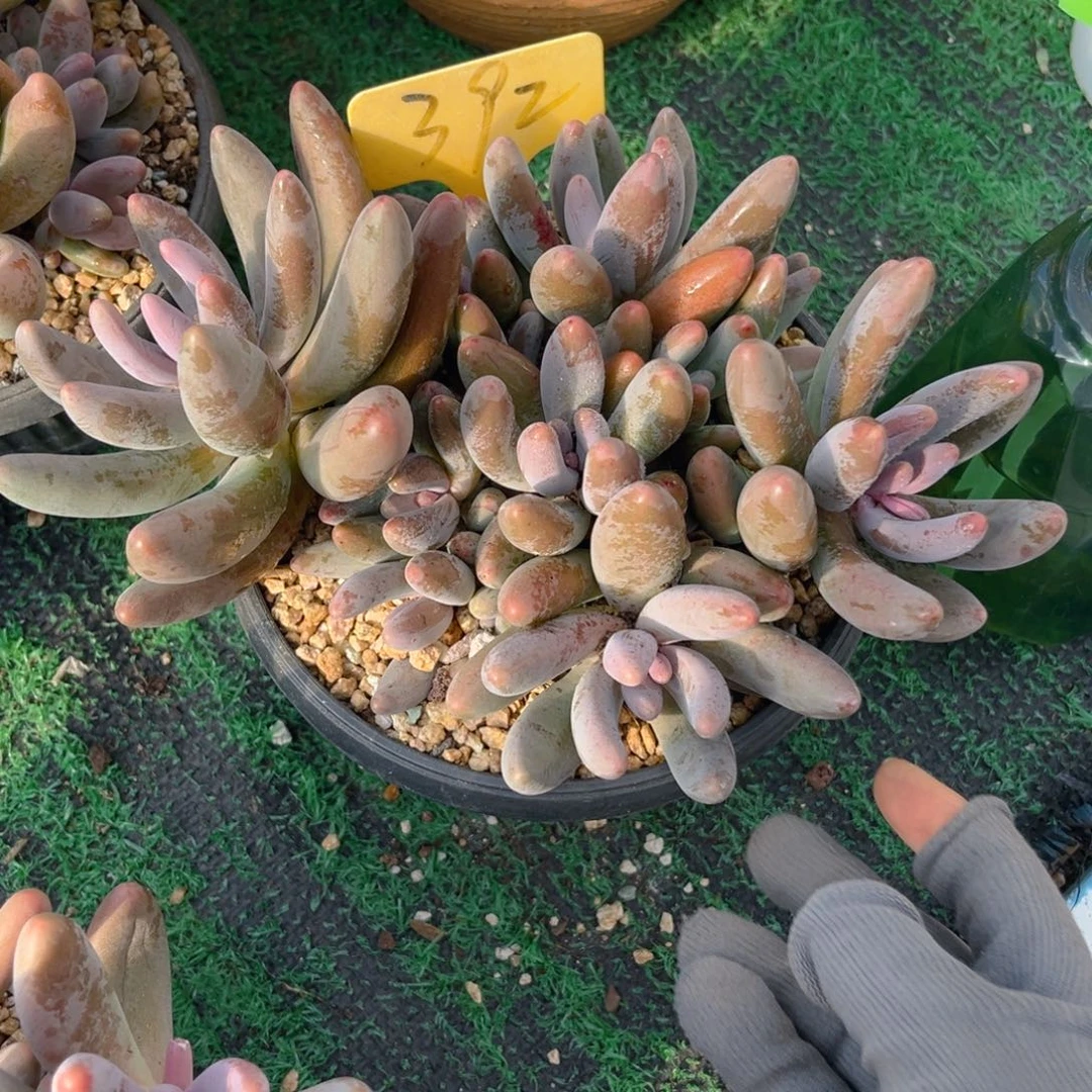 *****392fghjjjjjjjjjjnn