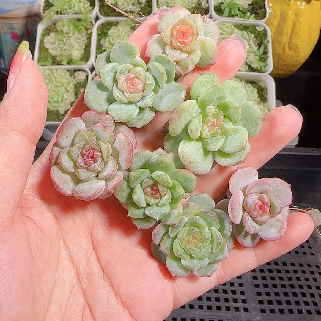 0911---114糖心珍妮