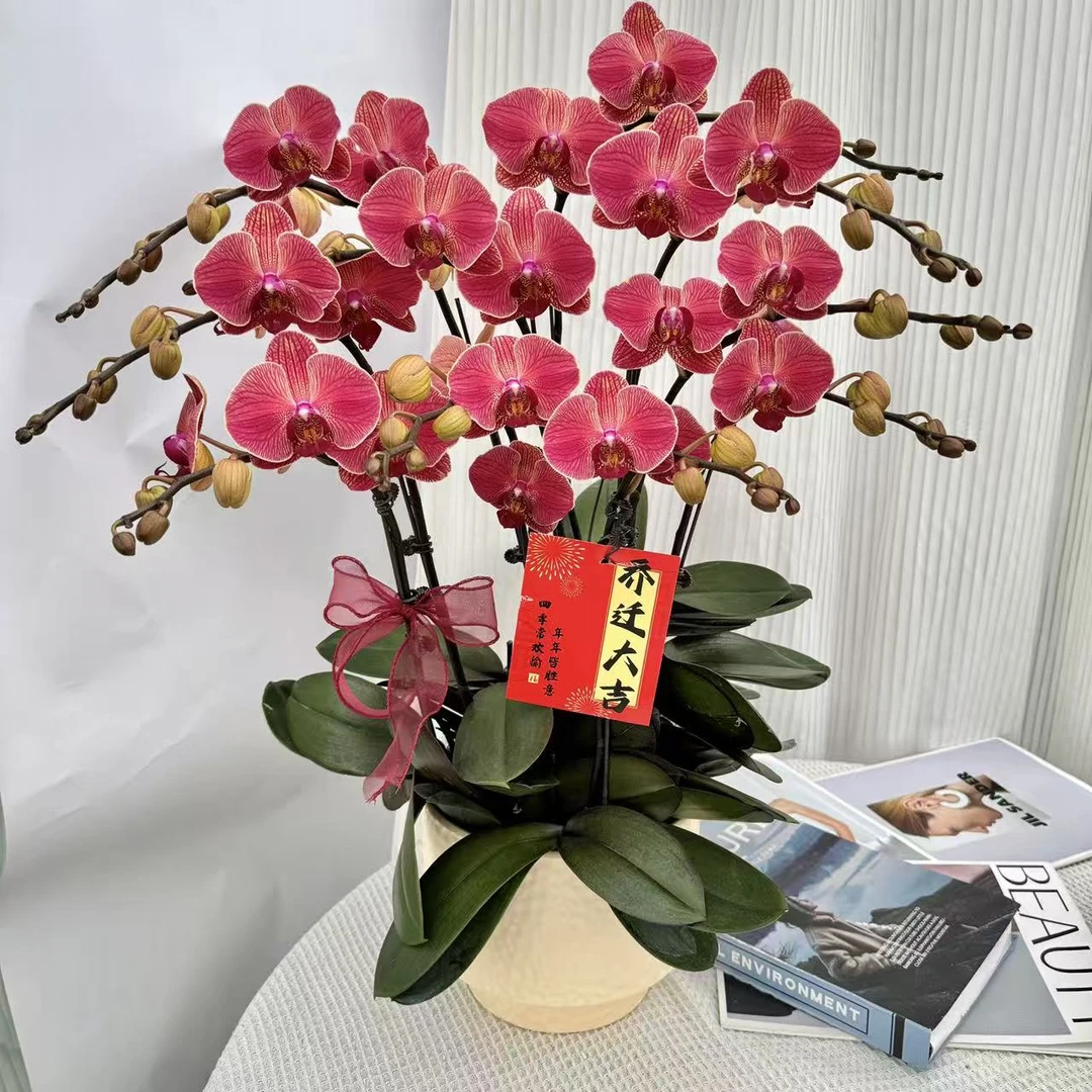 《聚宝橘子》鲜活绿植 经典年宵花品种 带花带花苞 室内盆栽