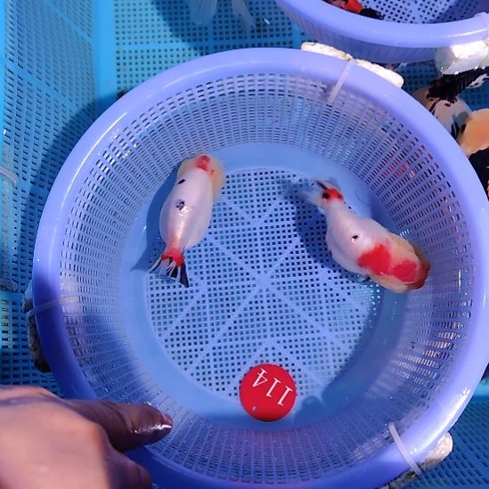 金鱼114兰寿两只特价顺丰包邮