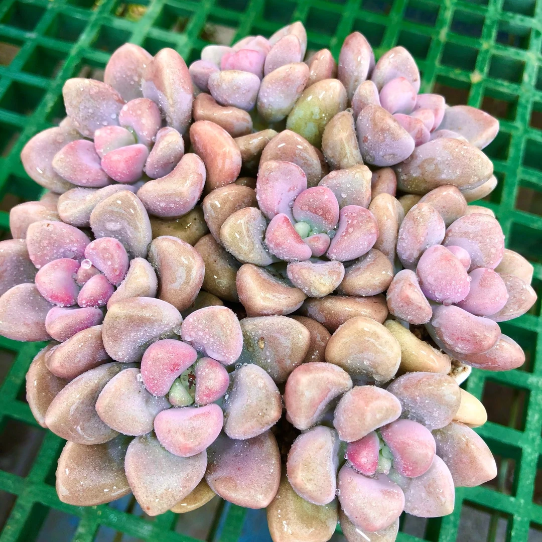 艾伦一组八颗送八角盆送土多肉植物