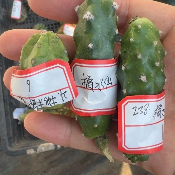 200橘水仙，桃太郎无根侧牙软，20包邮