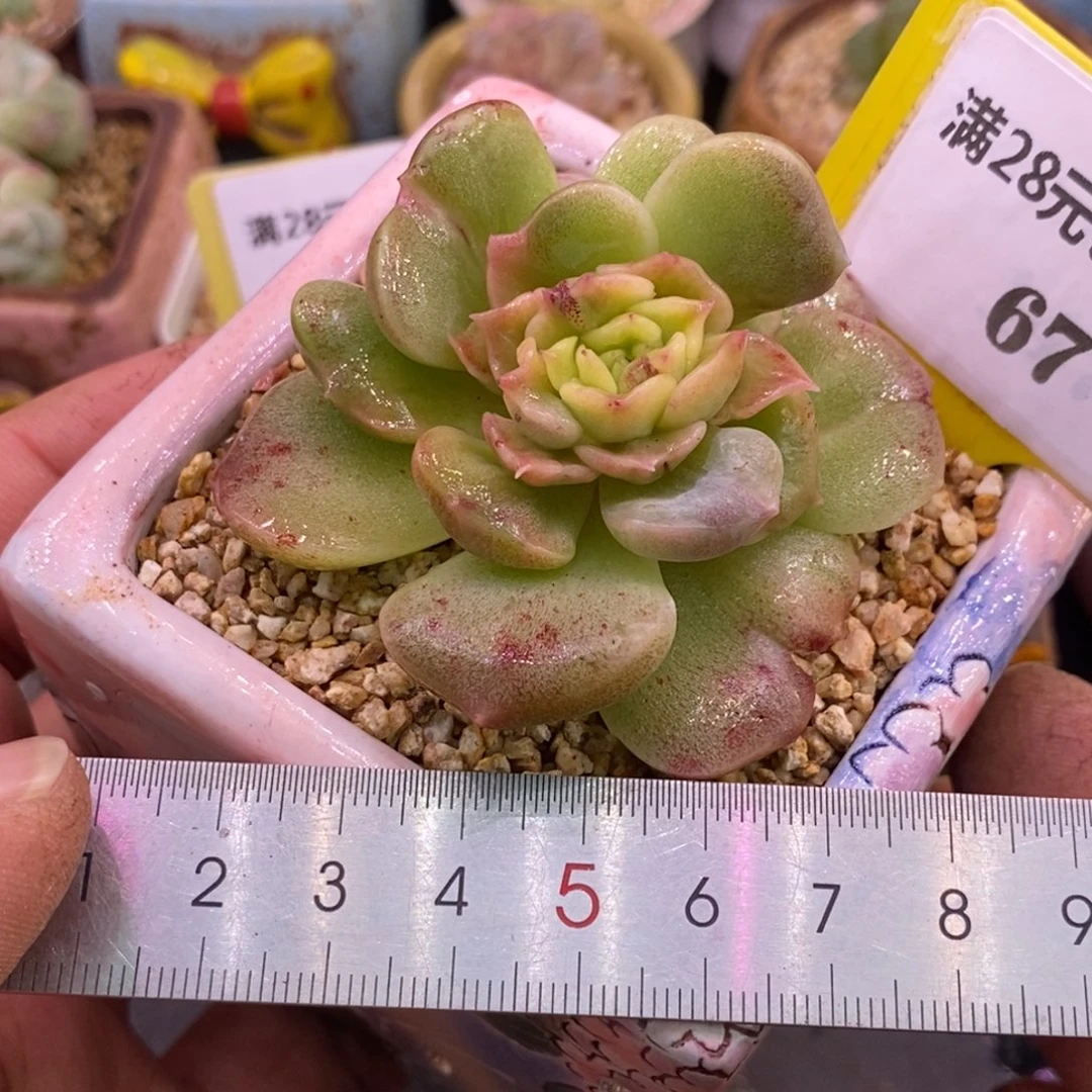 567拉丝泡影变异锦单头……