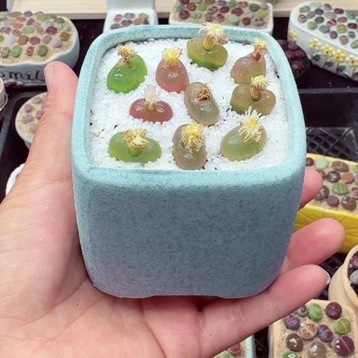 零下地区记得拍保温箱8018