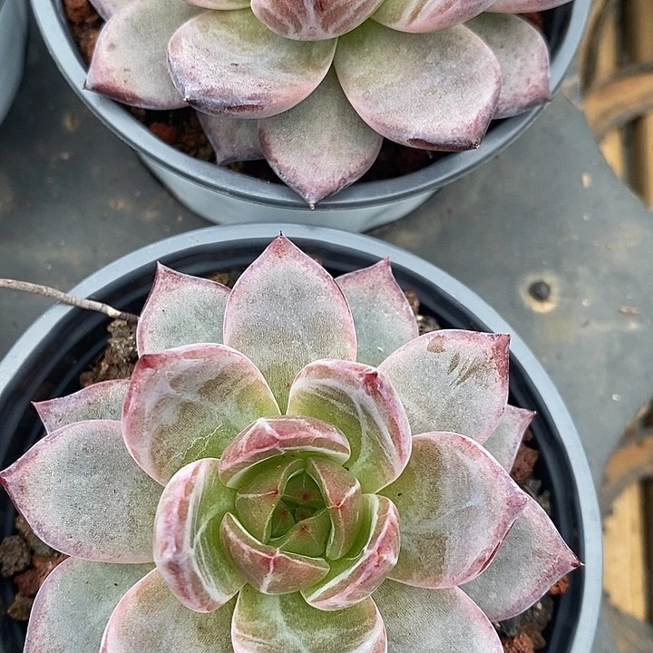 夜魔侠，福利多多哦