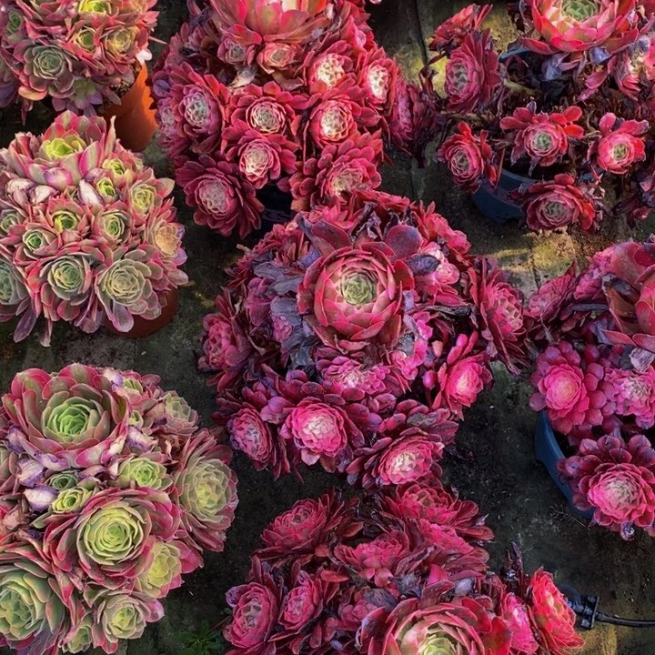 红彤一颗多肉植物