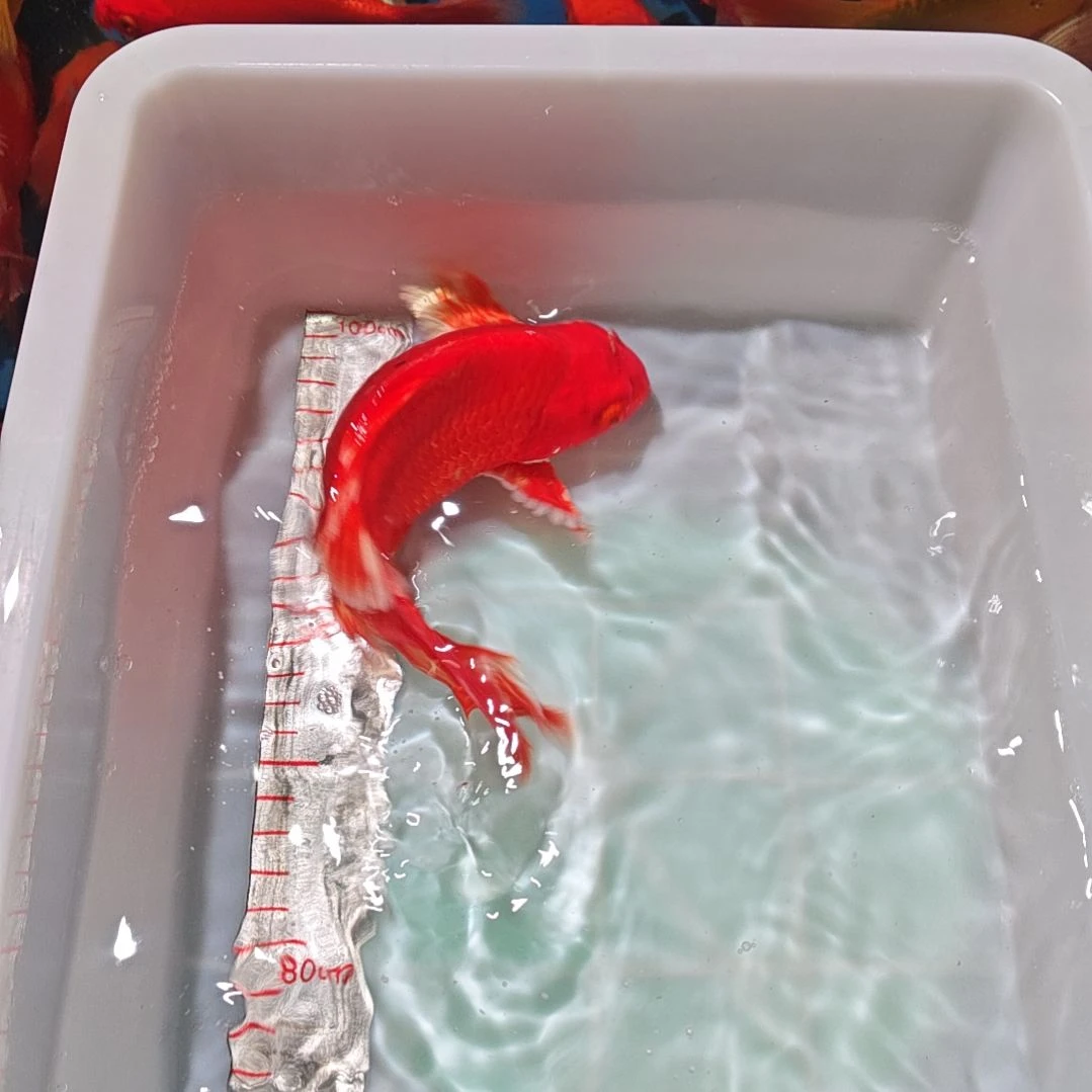 中国大陆冷水观赏鱼蝴蝶鲤