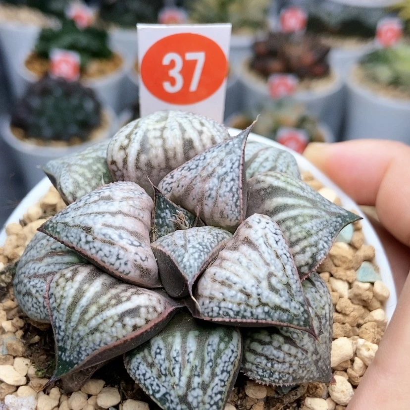 【闪购商品】37花魁