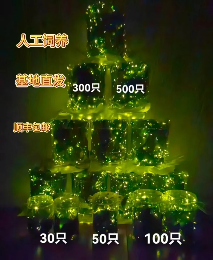 人工养殖萤火虫夜精灵顺丰发货带营养瓶