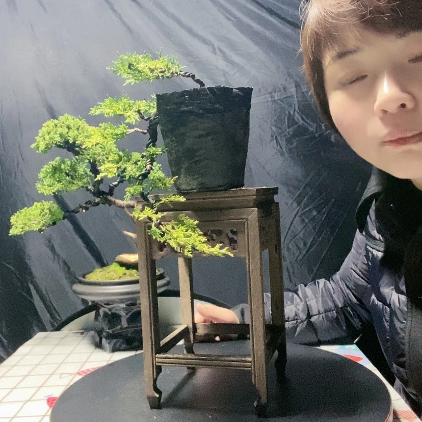 【闪购商品】盆景盆景设计