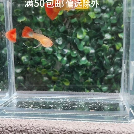 孔雀鱼6.深海蓝3条