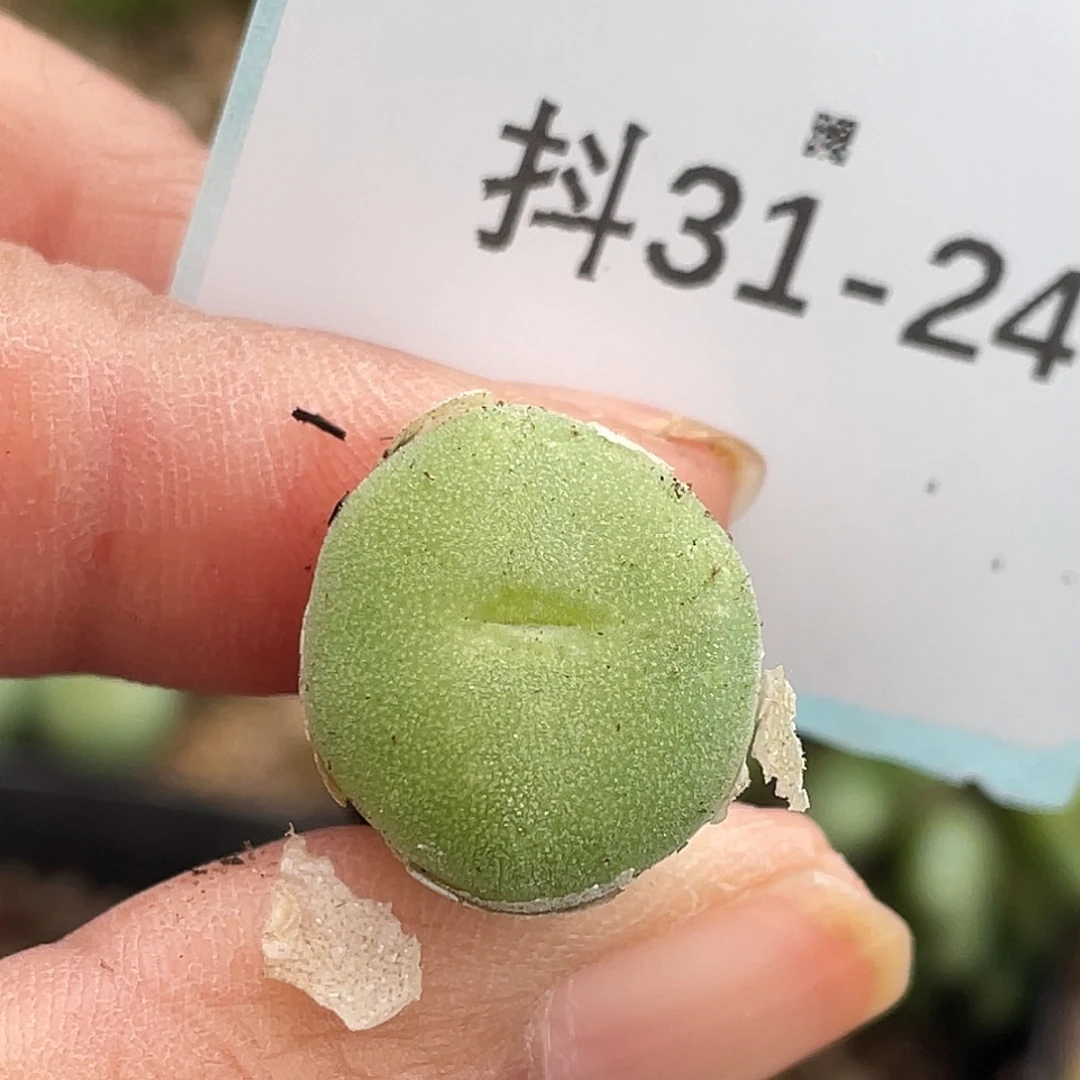 31-24毛钮扣多肉植物