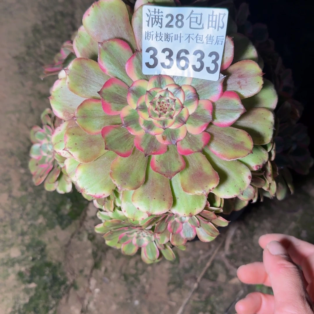 33633佳丽多肉植物