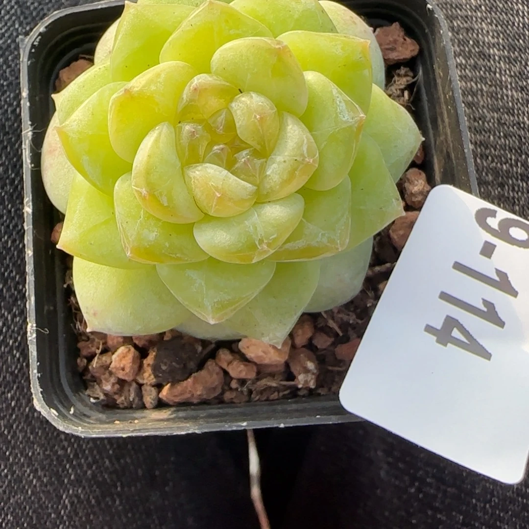 小卡拉米糖心一物一拍