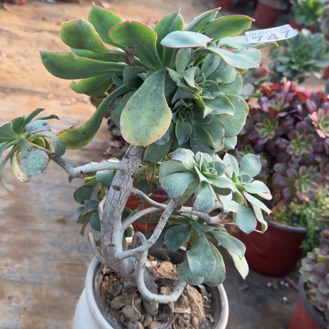 蓬莱阁747满20包邮断枝不包