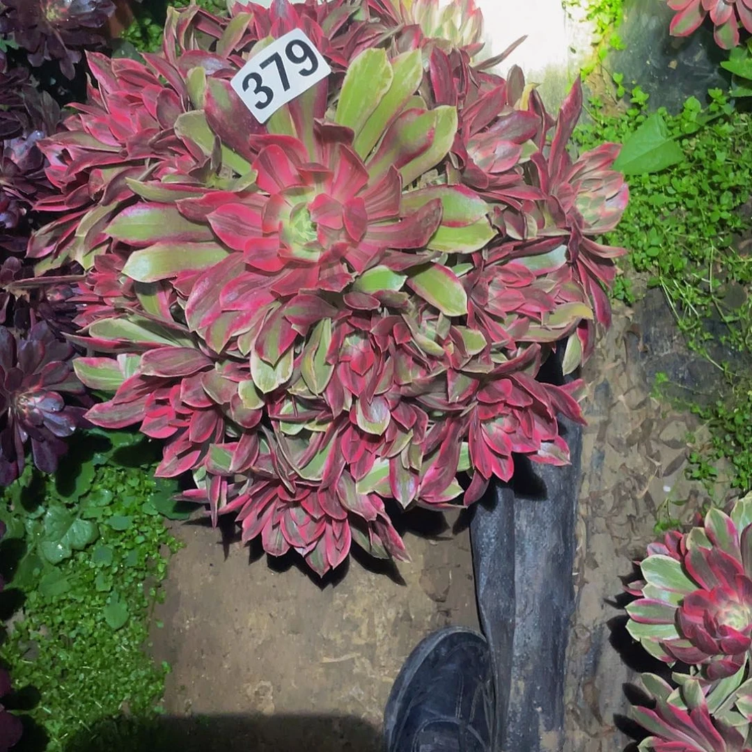 幻纱多肉植物379号不包损