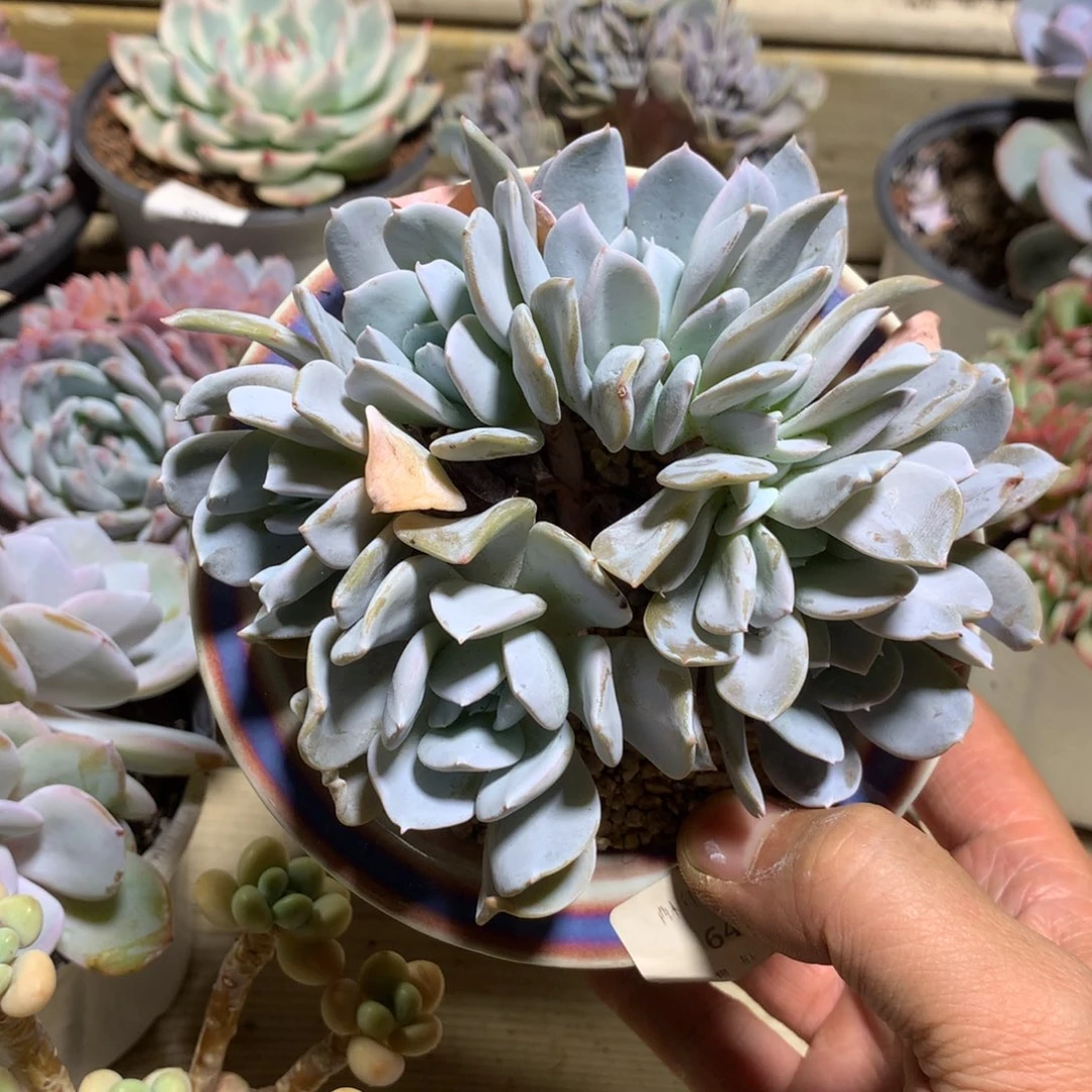 6457雪特缀化一颗12.5厘米