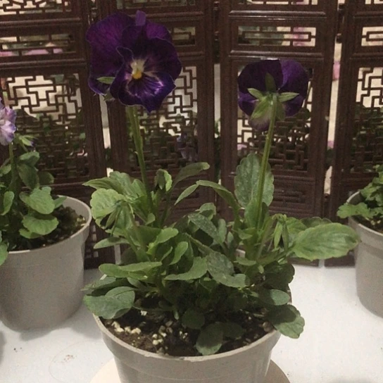 大部分花苞少量开放03角堇花一物一拍