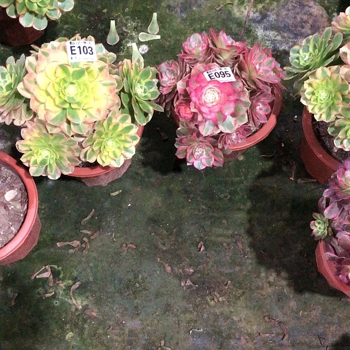 俩颗多肉1030950000000