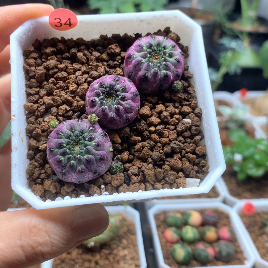 紫丽丸3颗自根带盆仙人球