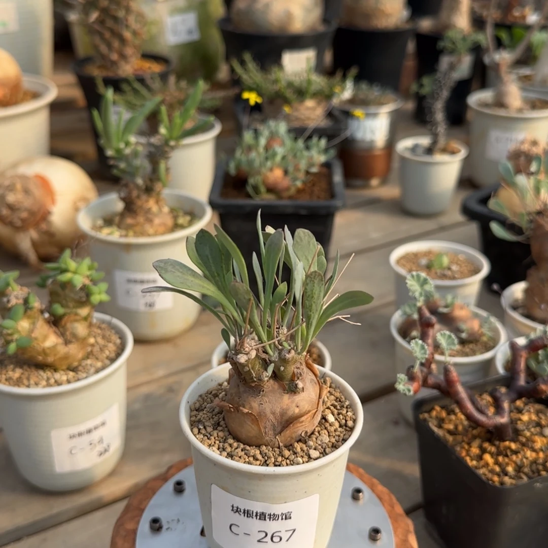 267开普敦不带盆发货