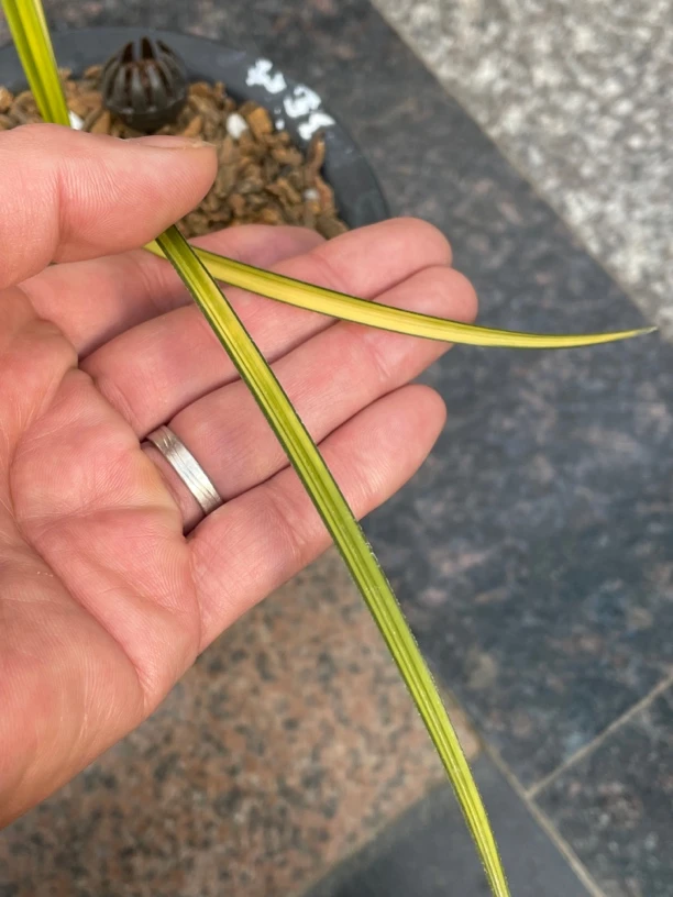 蕙兰变形中透艺单前垄金砖