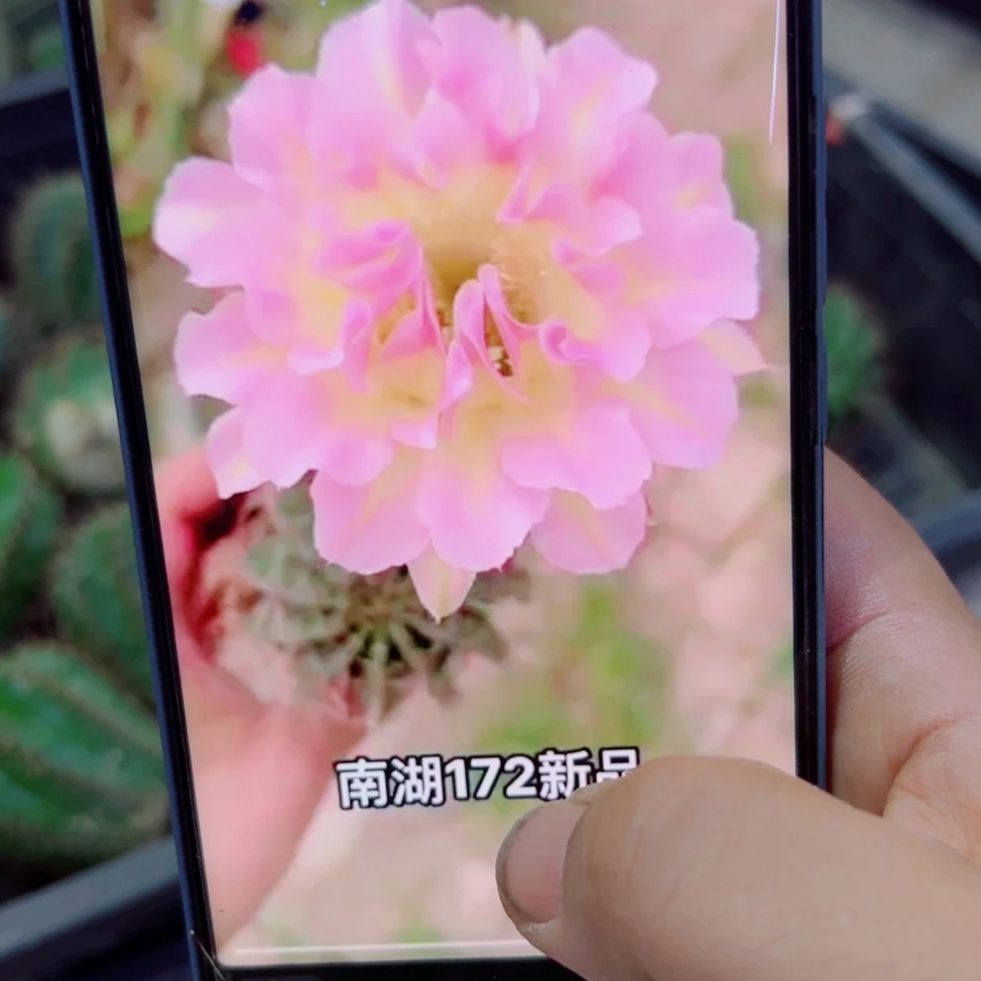 下93彩草172 歪无根侧芽4公分左右20包邮