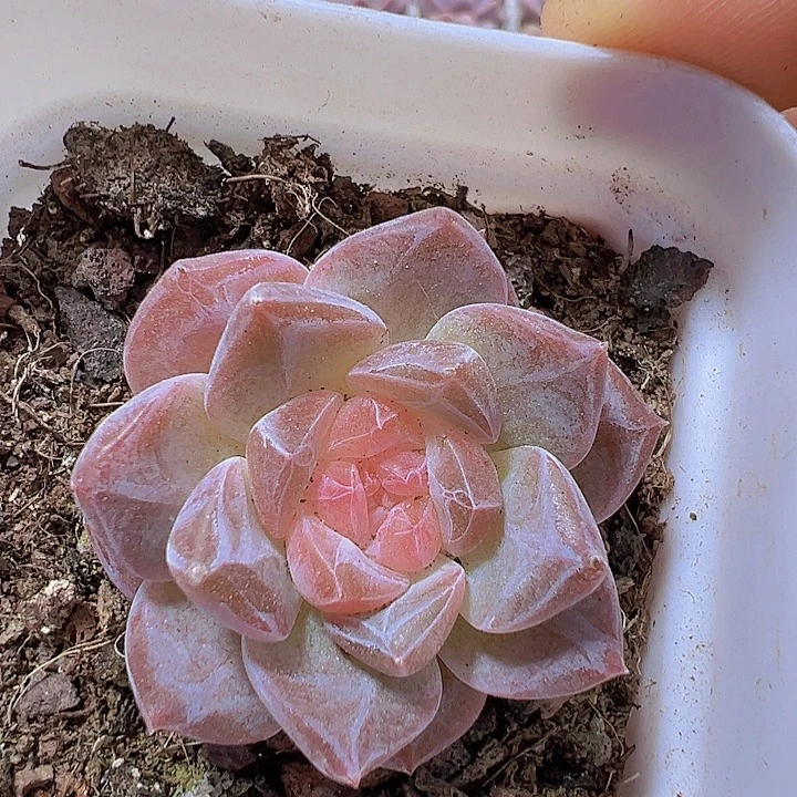 精品冰魄带盆19包邮多肉