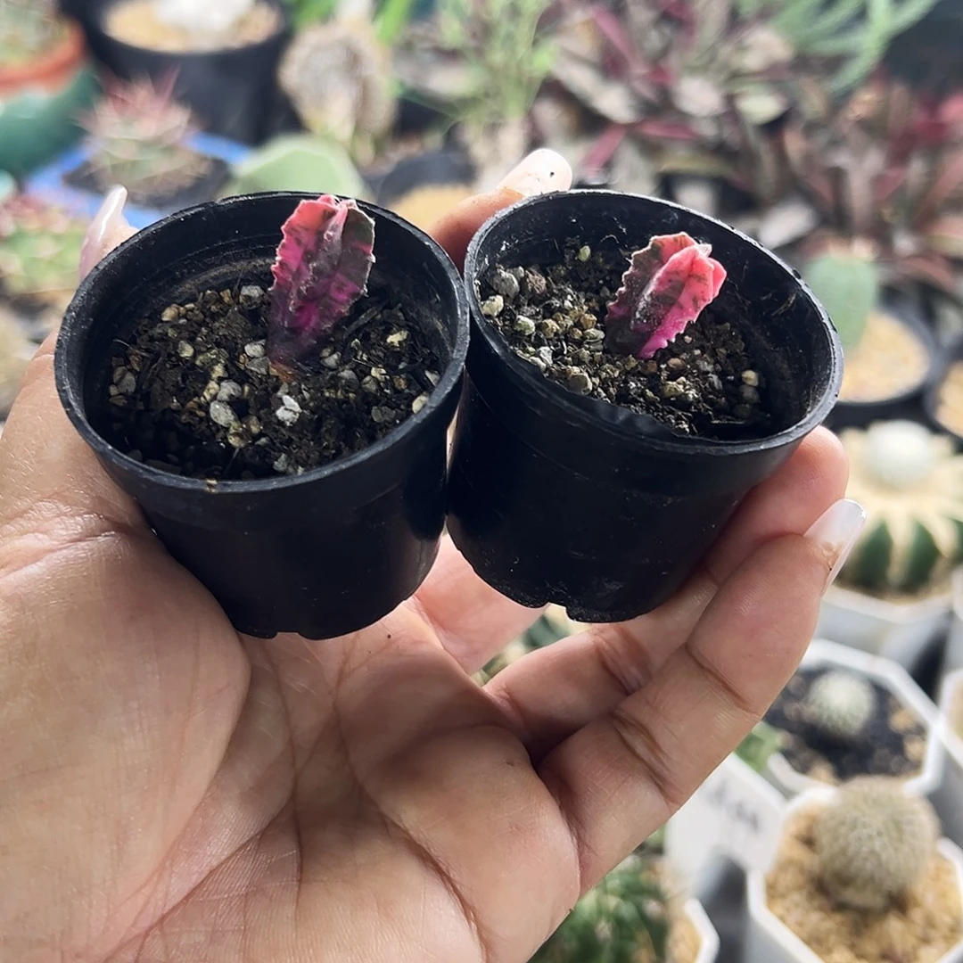 实生鸾锦仙人球66666