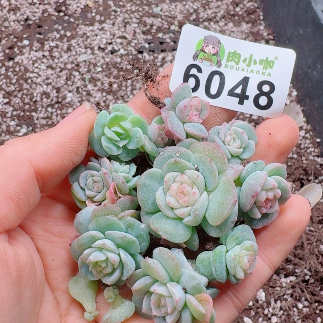 暖****多肉植物多肉植物