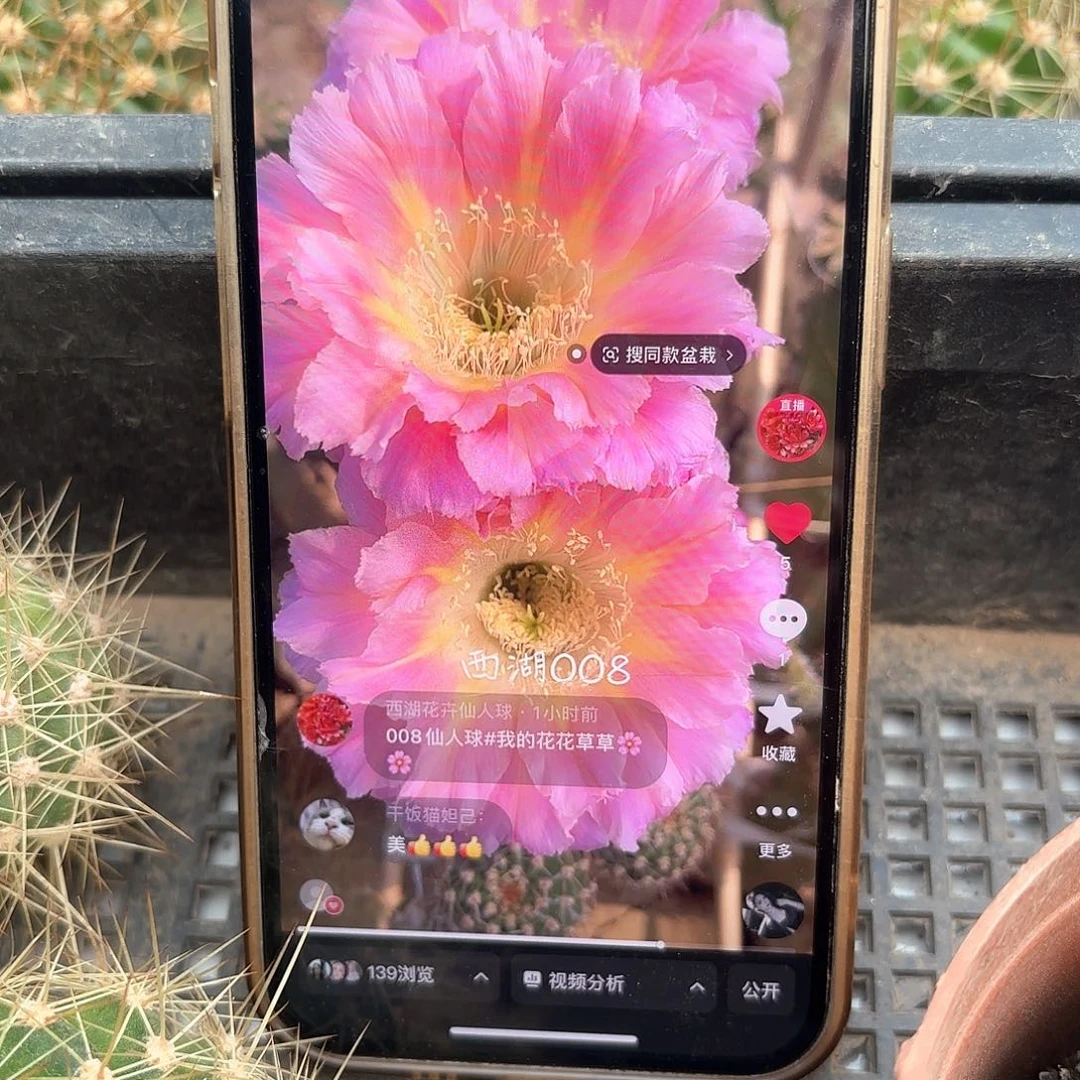 008彩侧牙仙人球20包邮25