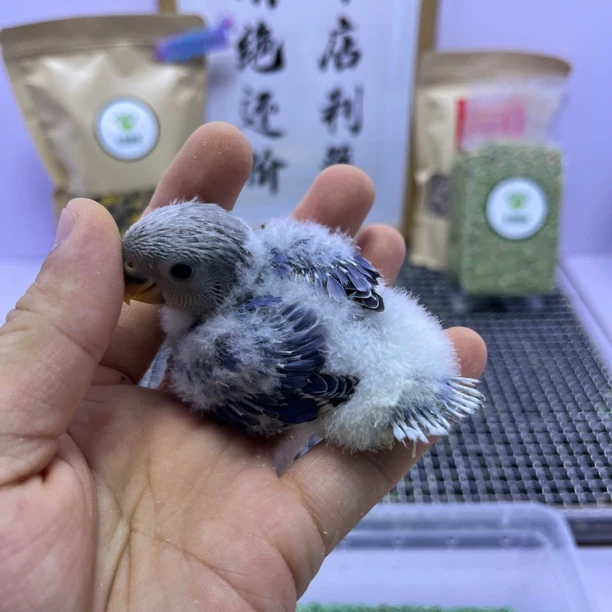 牡丹鹦鹉-精品高纯紫闪公E10369