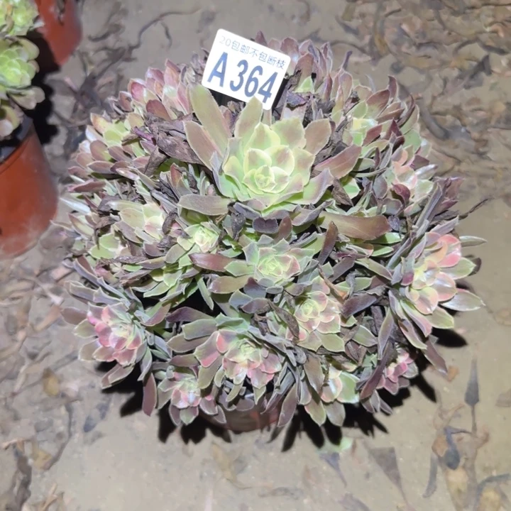 锦***花蒙娜丽莎！不包断枝……多肉