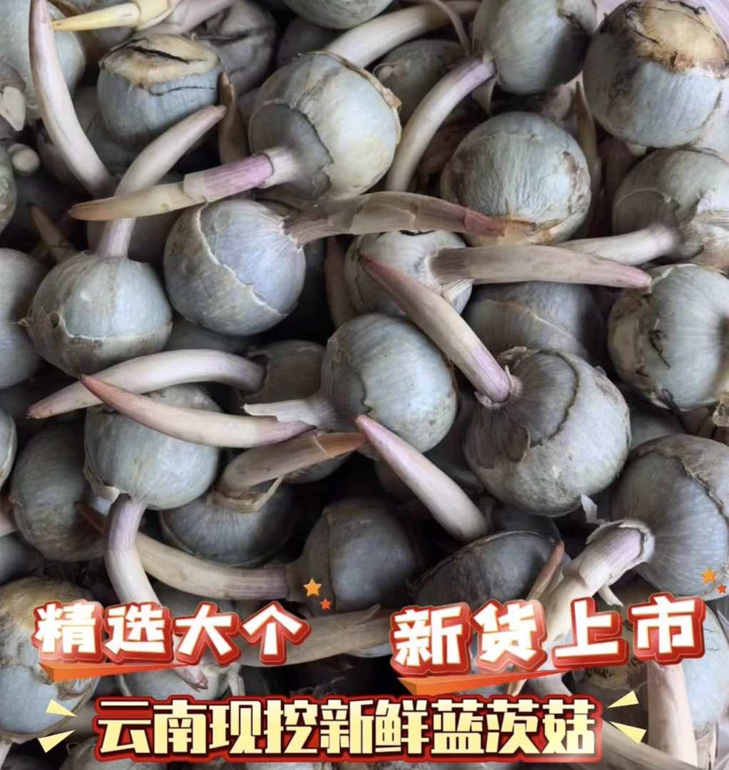 云南蓝茨菰新鲜现挖大号茨菇新鲜蔬菜马蹄茨菇