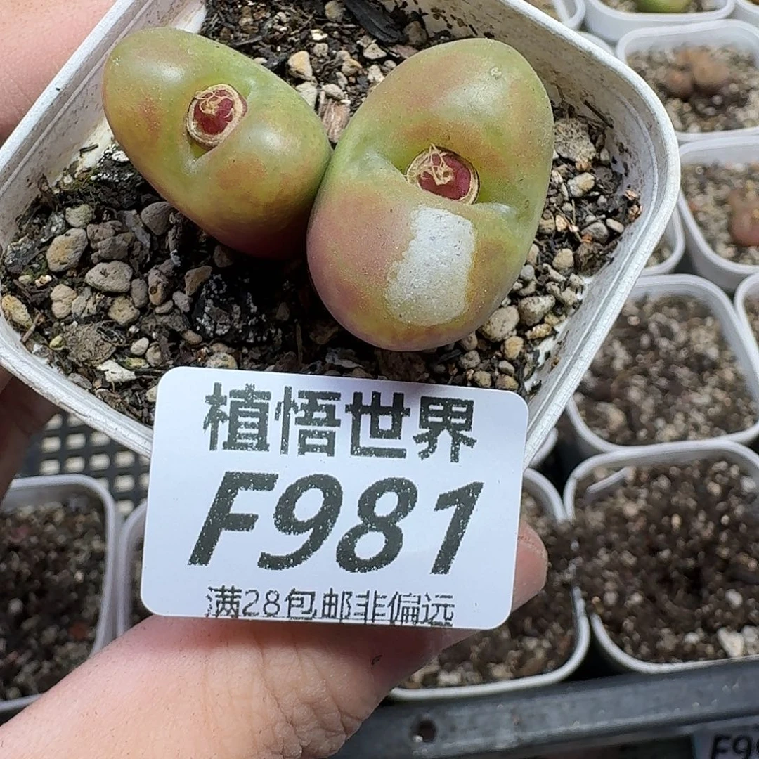 多肉植物的人生gbn