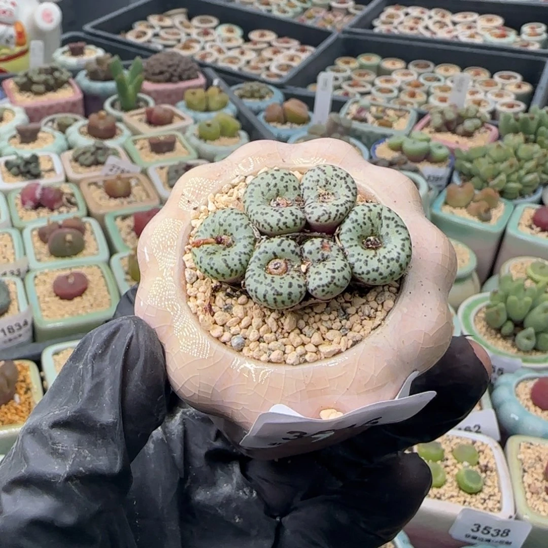 3516 一物一拍 带盆