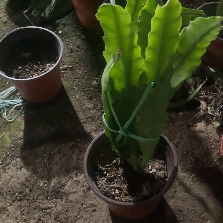 六件荷花堂皇盆栽