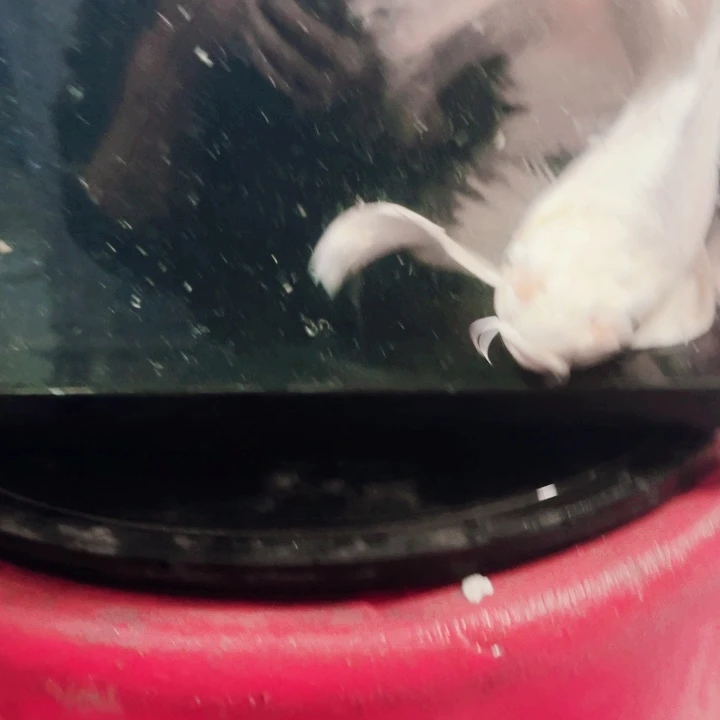 蝴蝶鲤鱼蝴蝶鲤包邮70