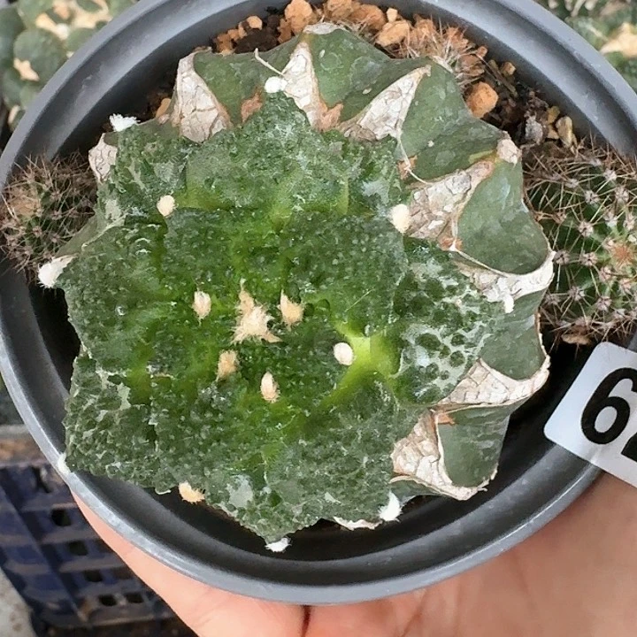 【闪购商品】无花朵桃***地梦幻怒579