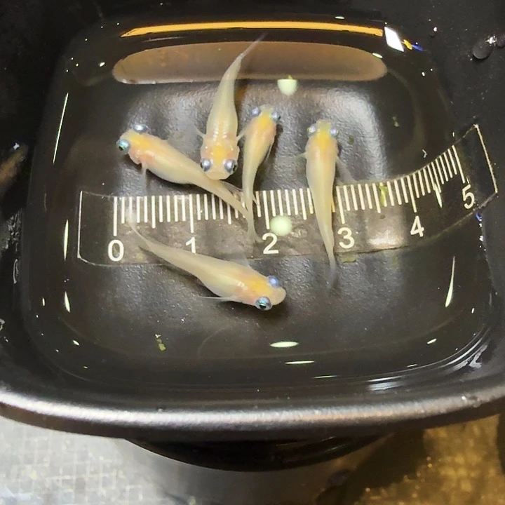 青鳉鱼20号拍品白出目