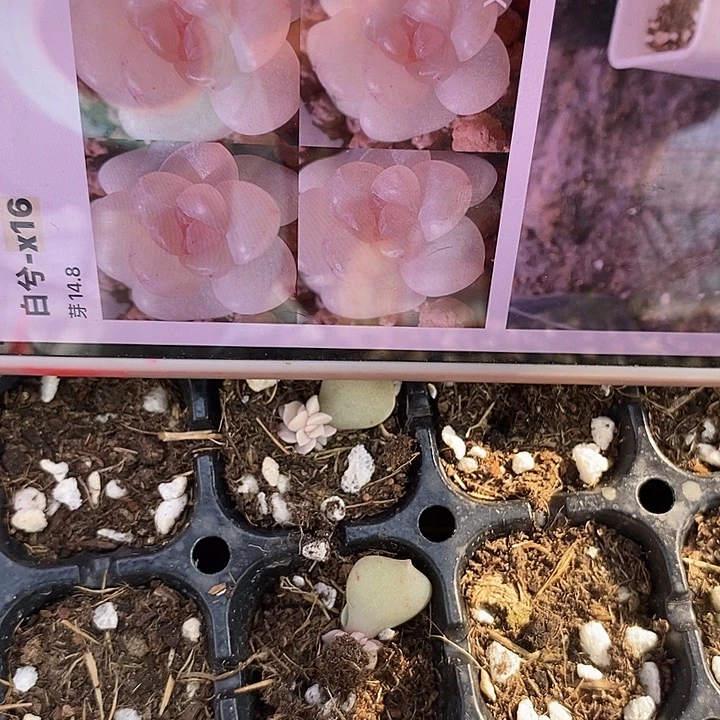 标279白兮x16芽苗一个