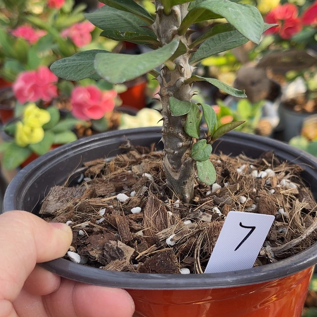 出***光虎刺梅-香草柠檬68（7号）