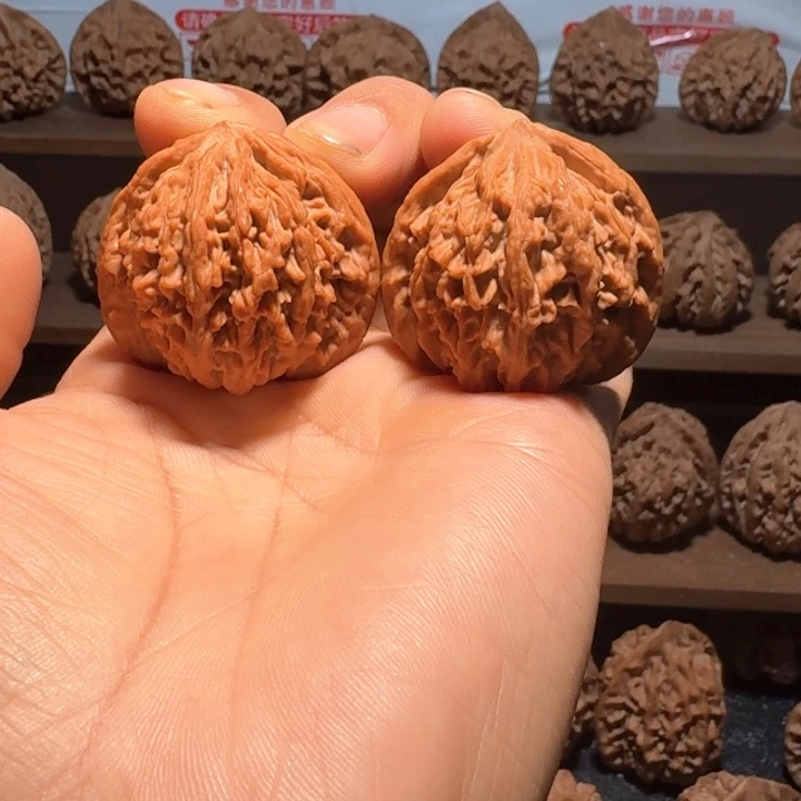 真***啊秦岭野生流星雨狮子头