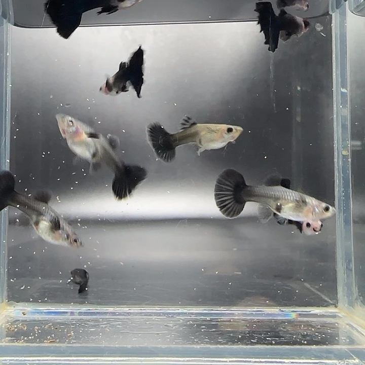 孔雀鱼清缸一缸蓝化半月9条