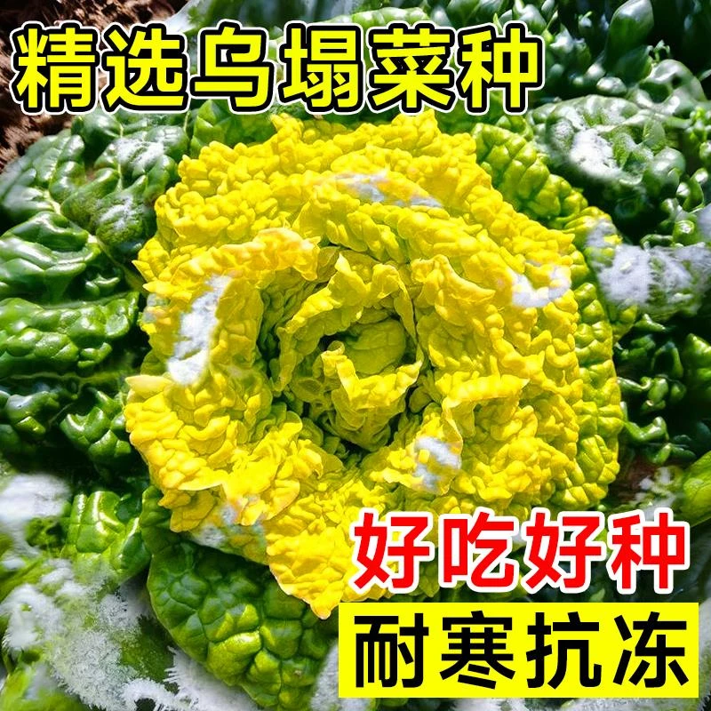 黄心乌塌菜种孑耐寒黄金卷芯菜籽白菜秋冬蔬菜种子乌塔菜青菜种籽