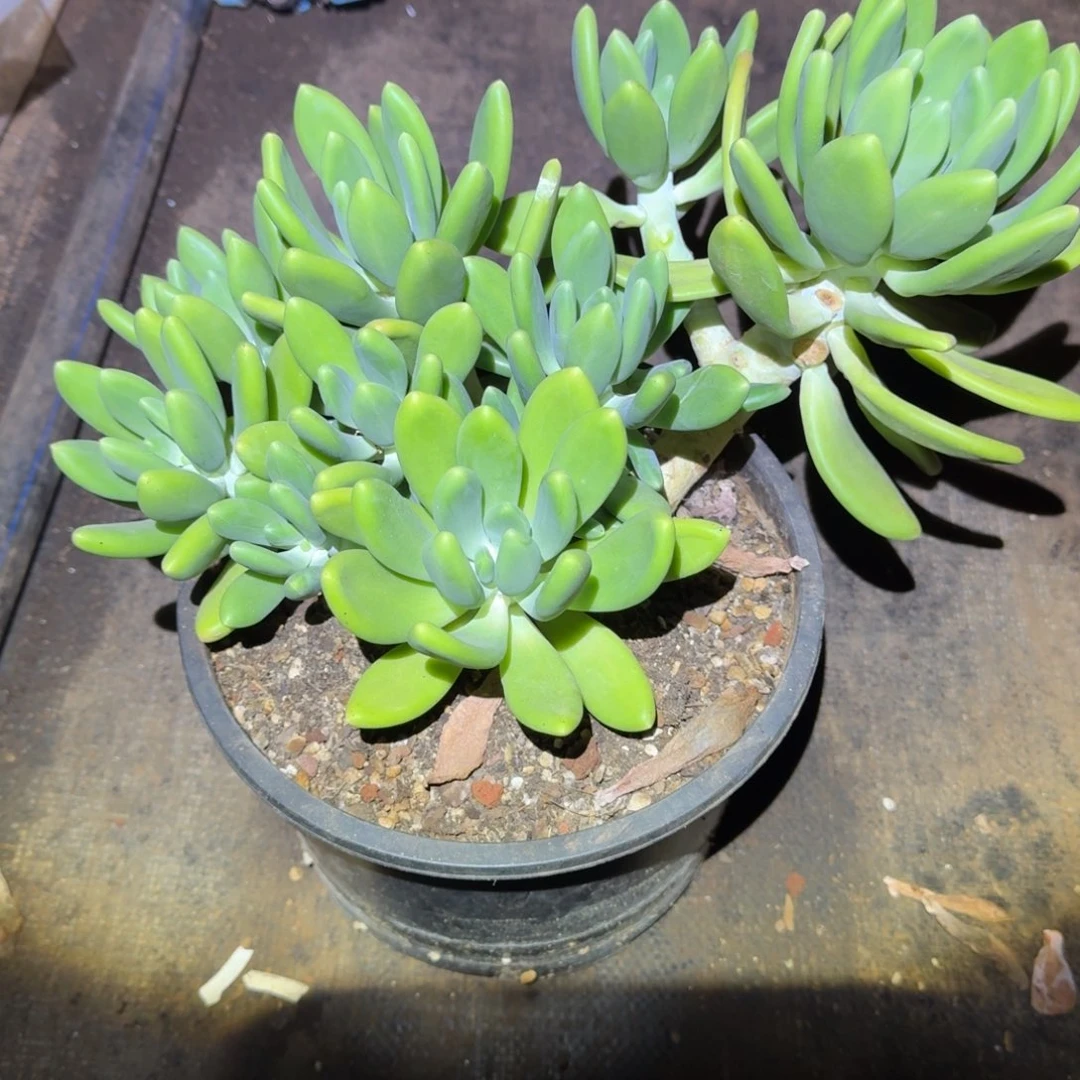 感***伴金蚕大群多肉植物