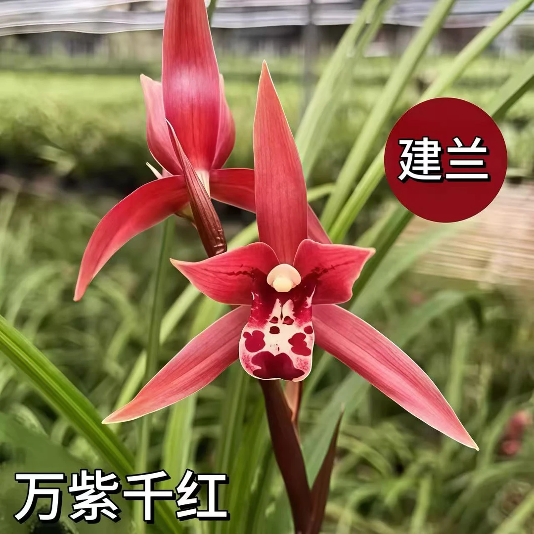 万紫千红带花苞  建兰老品种 转色花 好养浓香花期久 新手推荐