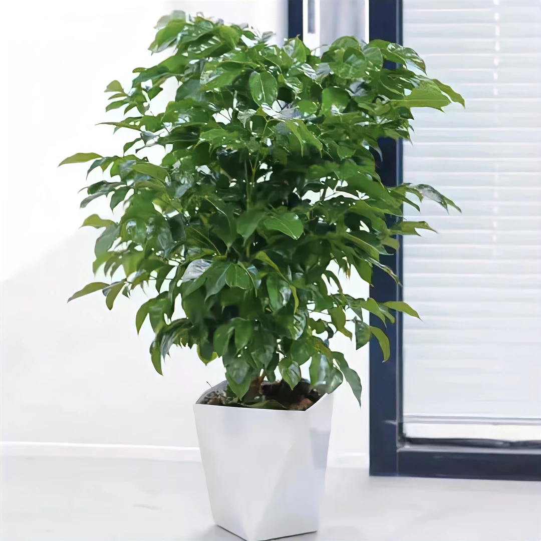 【50-60cm】幸福树盆栽室内客厅好养净化空气吸甲醛四季青观叶植物